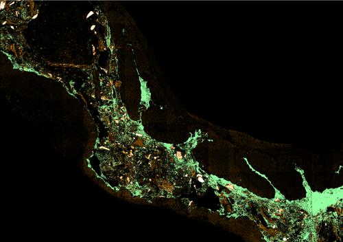 A slide of HIPR-Fish mapping technology illuminating host-microbiome interactions in situ. Most of the background is a deep black, but the slide almost glows a neon-green, reminiscent of how city lights appear from space.